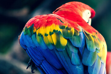 blue and yellow macaw parrot wings