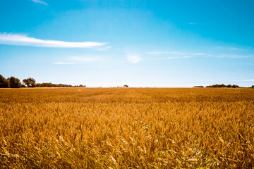 Fototapeta premium golden wheat field