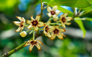 Kola tree flowers (Cola acuminata)