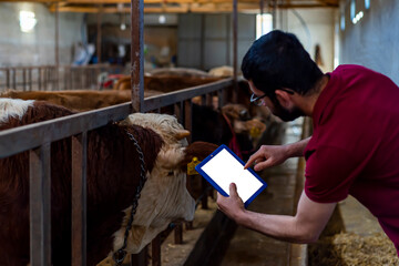 A Customer checks the Ear tag of the Sacrificial bull