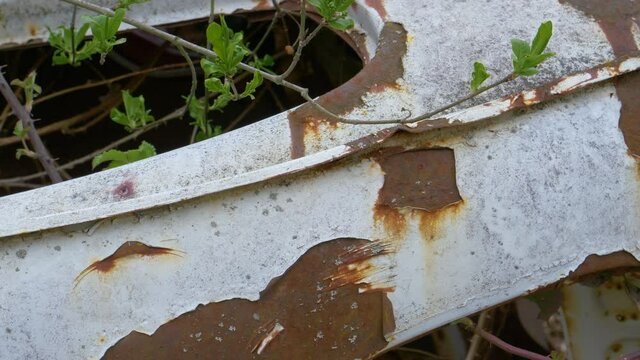 CLOSE UP: Detailed view of the dark brown rust spreading across the body of a vehicle abandoned near a forest. Budding wild shrubs overgrow an old vintage vehicle left to decay in the countryside.