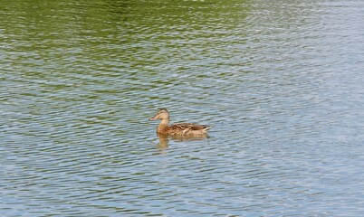 Duck Swimming in Reflective Lake