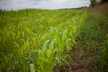 Corn field in summer. Agriculture.