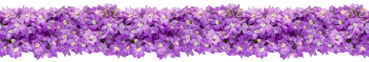 Seamless endless horizontal banner made of lilac delphinium flowers isolated on white background. Top view, copy space.