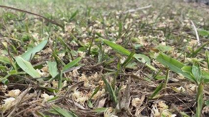 Defocused swarm of bees on the background collecting pollen from fallen flowers of palm trees