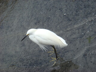great white heron