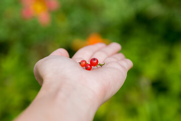 Female hands holding handful of ripe juicy red currant berries