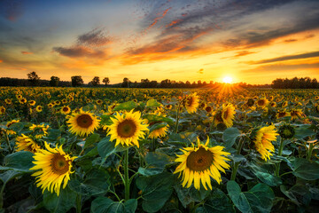 Obraz premium Beautiful sunset over sunflower field