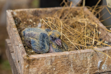 pigeon chicks in a wooden box with hay in the hands of a pigeon breeder.