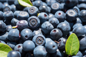 Fresh blueberry with leaves from the forest, a close-up. Vaccinium myrtillus.