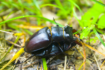 The Mating Season Of Dynastinae or Rhinoceros Beetles