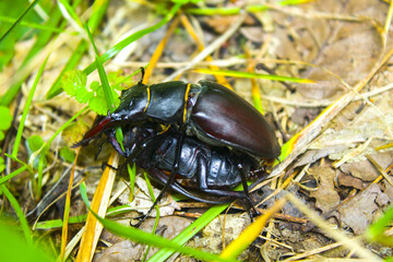 The Mating Season Of Dynastinae or Rhinoceros Beetles