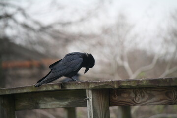 pensive black bird on a dreary day 