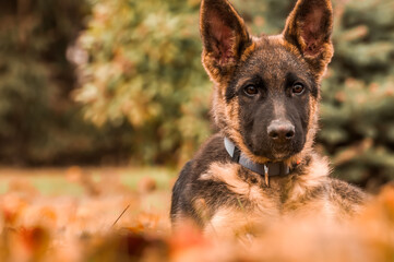 Portrait of a german shepherd puppy while resting in a backyard
