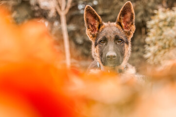 Portrait of a german shepherd puppy while resting in a backyard