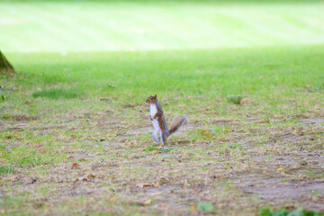 Squirrel walking across grass looking for food