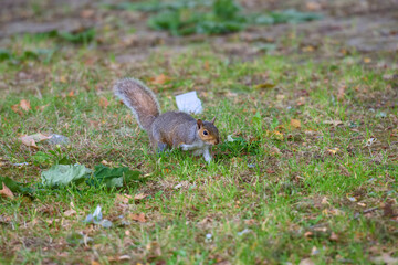 Squirrel walking across grass looking for food