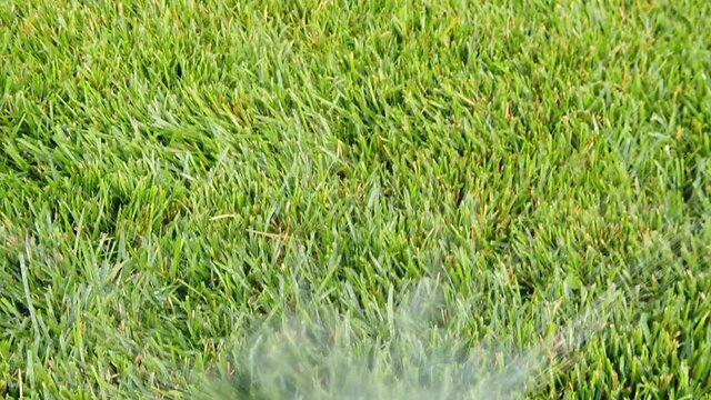 Automatic Garden Lawn sprinkler is watering lawn on a background of green grass, slow motion