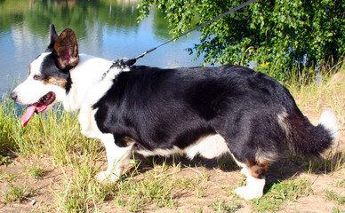 welsh corgi cardigan dog walks in the summer in the park