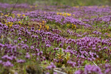 Beautiful cluster of lilac wild thyme