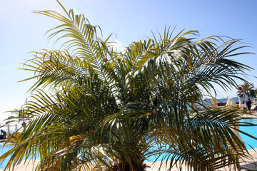 Fototapeta premium Palms and sea in Limassol, Cyprus