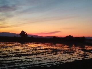 Atardecer en un arrozal
