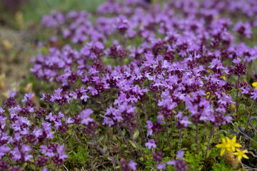 Beautiful cluster of lilac wild thyme