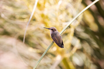 Immature hummingbird rests quietly on yucca leaf