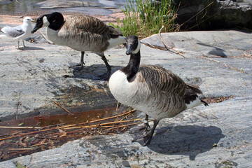 Branta Leucopsis, Brancle Goose, Helsinki, Finland