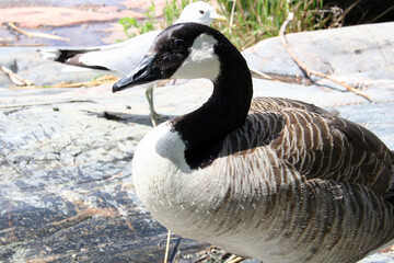Branta Leucopsis, Brancle Goose, Helsinki, Finland