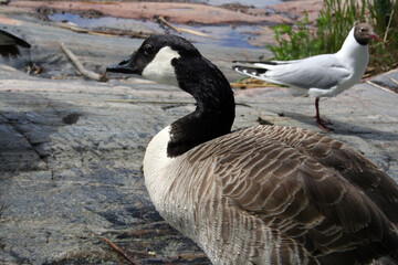 Branta Leucopsis, Brancle Goose, Helsinki, Finland
