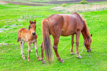 Naklejka na ściany i meble Mare and baby foal on the meadow 