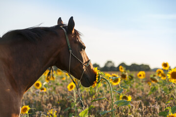 Pferd mit Sonnenblumen