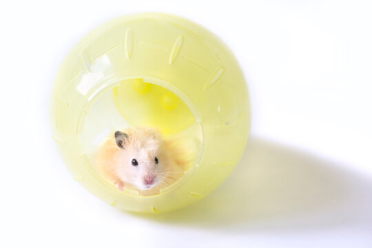 Fluffy Hamster Sits In Yellow Plastic Hamster Ball On White Background