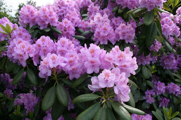 Purple Blue Flowers in Helsinki, Finland 