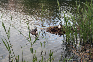 Birds Podiceps Cristatus in Helsonki, Finland