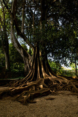 Árvore centenária com raizes de fora