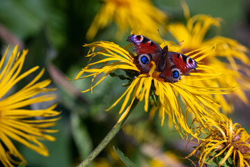 Close up of colourful peacock butterfly resting on a yellow chrysanthemum flower at Leckford Estate, Longstock, Hampshire UK