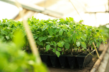 Many green tomato plants in seedling tray on table