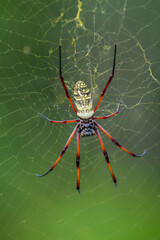 Seychelles golden orb spider on web