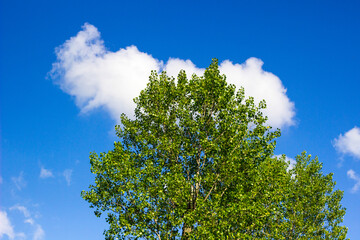 Blue sky with cloud and tree. Background of bright sun and a blue sky with clouds. The concept of hot and warming weather
