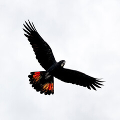 black cockatoo in flight