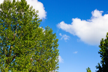 Blue sky with cloud and tree. Background of bright sun and a blue sky with clouds. The concept of hot and warming weather