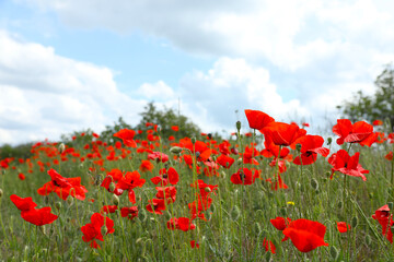 Beautiful red poppy flowers growing in field