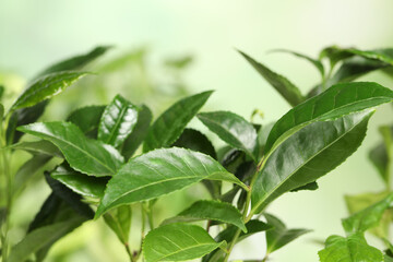 Green leaves of tea plant on blurred background