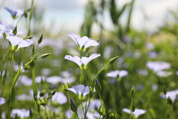 Obraz na płótnie Canvas Closeup view of beautiful blooming flax field