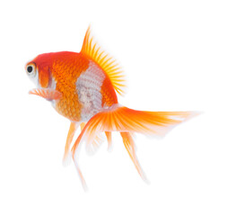 Beautiful bright small goldfish isolated on white