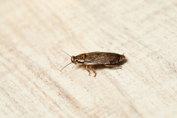 Brown cockroach on white wooden background, closeup. Pest control