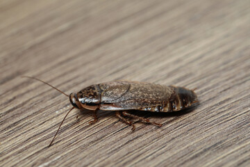 Brown cockroach on wooden background, closeup. Pest control