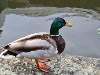 Duck out of Water